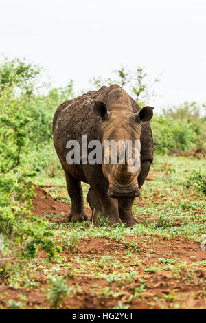 Portrait of white rhino dans un champ ouvert en Afrique du Sud Banque D'Images