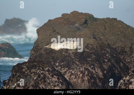 Le phoque commun profitant de la côte rocheuse de Fort Bragg, en Californie par Glass Beach. Banque D'Images