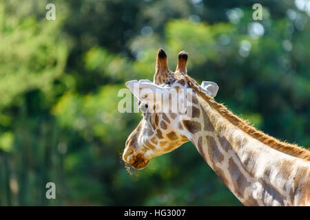 Le nord de Girafe (Giraffa camelopardalis) Portrait Banque D'Images