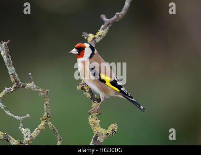 Chardonneret sur une branche humide en hiver, Welsh Borders Banque D'Images