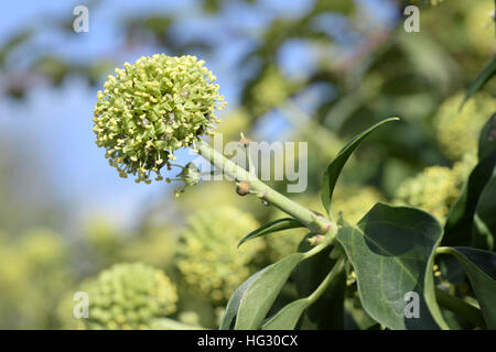 - Lierre Hedera helix Banque D'Images