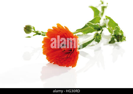 Anglais - ou de souci officinal (Calendula officinalis) Banque D'Images