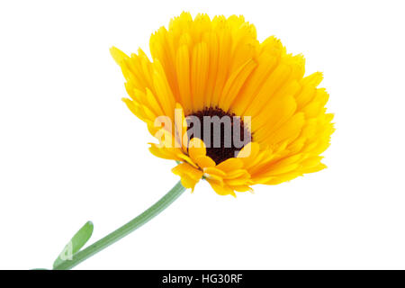 Anglais - ou de souci officinal (Calendula officinalis) Banque D'Images