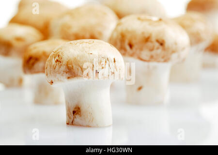 Champignons de Paris, Champignons de couche (Agaricus) Banque D'Images