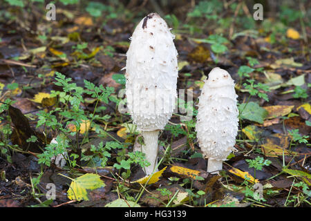 La perruque de l'avocat, shaggy cap d'encre (Coprinus comatus), les champignons, le lac de Steinhude, Basse-Saxe, Allemagne Banque D'Images