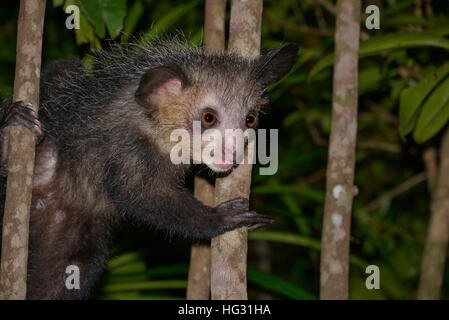 Aye-Aye (Daubentonia madagascariensis), nocturne, rainforest, est de Madagascar, Madagascar Banque D'Images