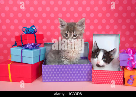 Deux mois tabby kitten peeking out de cadeau d'anniversaire dans une pile de boîtes de couleur vive, violet vif fond dénudé avec copie espace abov Banque D'Images
