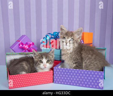 Un mois deux chatons tabby un en cadeau d'anniversaire une balade par des piles de boîtes colorées violet vif avec fond dénudé heureux co Banque D'Images