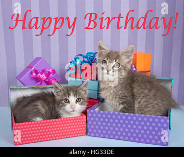 Un mois deux chatons tabby un en cadeau d'anniversaire une balade par des piles de boîtes colorées violet vif avec fond dénudé Bi heureux Banque D'Images