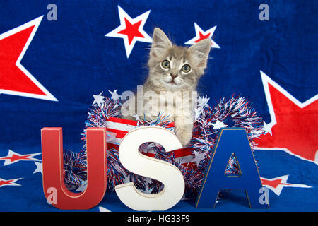 Chaton tabby patriotique, fond bleu avec étoiles rouges bordées de blanc, chaton assis en rouge et blanc fort dénudée avec guirlandes rouge blanc bleu U.S. Banque D'Images