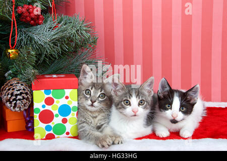 Trois chatons tabby suivant pour arbre de Noël d'présente, sur étage avec fuzzy rouge fond dénudé rouge Banque D'Images