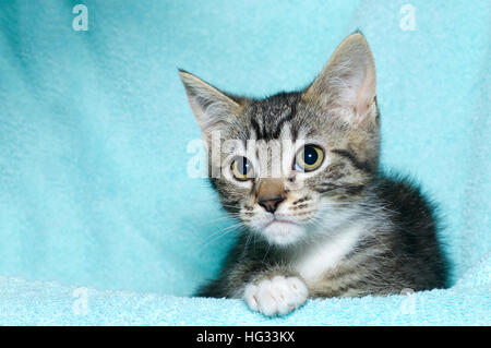 Six jeunes semaine noir et blanc tabby kitten assis portant sur une couverture de couleur turquoise aqua reposant à regarder à gauche de l'image Banque D'Images