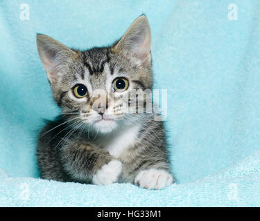 Six jeunes semaine noir et blanc tabby kitten assis portant sur une couverture de couleur turquoise aqua reposant à regarder à l'avant avec perplex Banque D'Images