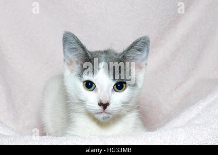 Les jeunes gris et blanc tabby kitten vieux de six semaines sur une couverture rose clair à l'avant Banque D'Images