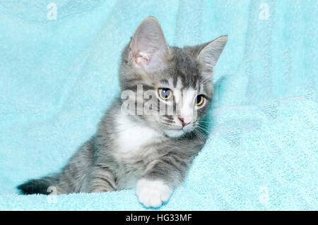 Six jeunes semaine noir et blanc tabby kitten assis portant sur une couverture de couleur turquoise aqua à regarder au repos à droite de l'image Banque D'Images