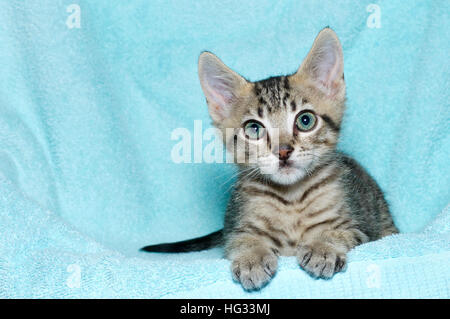 Six jeunes semaine chaton tabby tricolore assis sur une pose de couverture de couleur turquoise aqua reposant à regarder à l'avant Banque D'Images