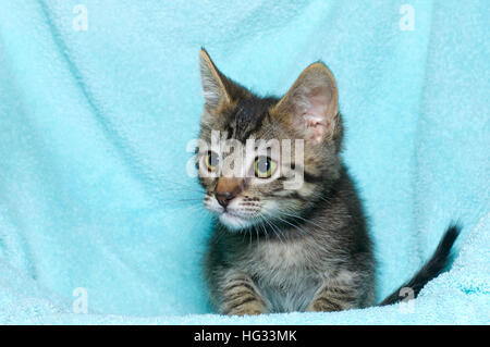 Six jeunes semaine chaton tabby tricolore assis sur une pose de couverture de couleur turquoise aqua reposant à regarder à gauche de l'image Banque D'Images