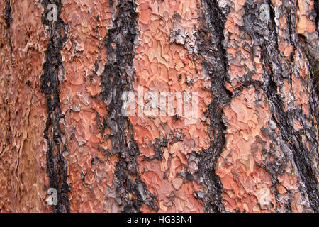 Close up de la texture sur le tronc d'un arbre de pin ponderosa à Flagstaff en Arizona. Peler l'écorce dans une formation unique de puzzle Banque D'Images