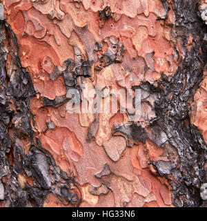 Texture Macro Close up of sur le tronc d'un arbre de pin ponderosa à Flagstaff en Arizona. Peler l'écorce dans une formation unique de puzzle Banque D'Images
