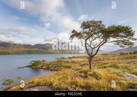 Seul le pin sylvestre sur les rives du Loch Maree, regardant par-dessus Slioch Banque D'Images