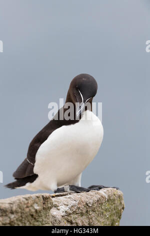 Petit pingouin (Alca torda) adulte, debout sur le roc de la falaise côtière, Great Saltee, Saltee Island, Irlande. Banque D'Images