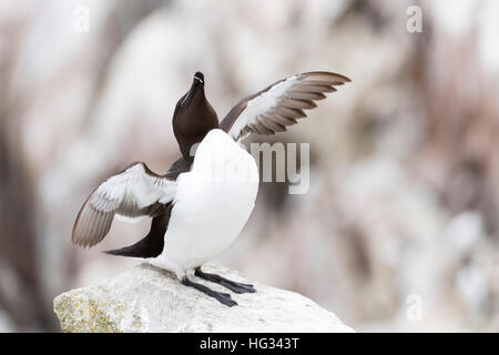 Petit pingouin (Alca torda) adulte, debout sur le roc de la falaise côtière, les ailes battantes, Great Saltee, Saltee Island, Irlande. Banque D'Images