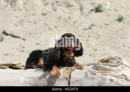 Cavalier King Charles Spaniel chien adulte (noir et feu) allongé sur un rocher Banque D'Images