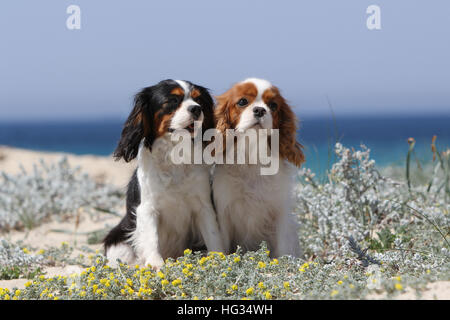 Chien Cavalier King Charles Spaniel des profils couleurs différentes (Blenheim et tricolore) assis sur la plage Banque D'Images