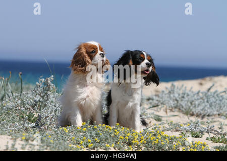 Chien Cavalier King Charles Spaniel des profils couleurs différentes (Blenheim et tricolore) assis sur la plage Banque D'Images