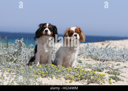 Chien Cavalier King Charles Spaniel des profils couleurs différentes (Blenheim et tricolore) assis sur la plage Banque D'Images