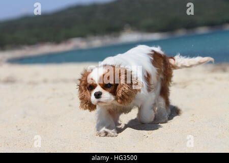Chien Cavalier King Charles Spaniel Blenheim adultes marche sur la plage Banque D'Images