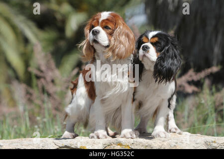 Chien Cavalier King Charles Spaniel des profils couleurs différentes (Blenheim et tricolore) debout dans un rock Banque D'Images