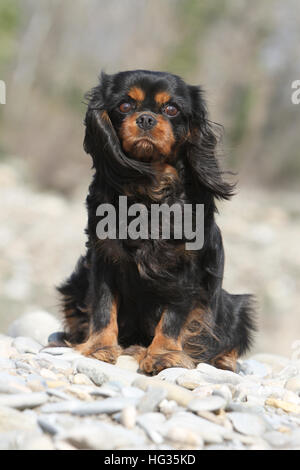 Cavalier King Charles Spaniel chien adulte (noir et feu) assis assis sur le sol noir et feu Banque D'Images