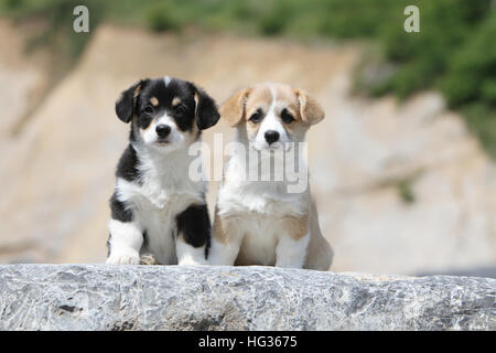 Pembroke Welsh Corgi chien deux chiots colos différentes sur un rocher Banque D'Images