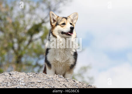 Chien Pembroke Welsh Corgi tricolore sur les rochers face adultes Banque D'Images