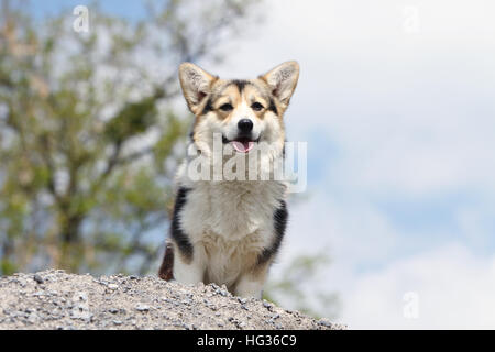 Chien Pembroke Welsh Corgi tricolore sur les rochers face adultes Banque D'Images