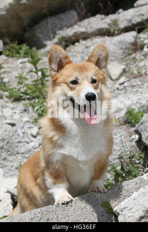 Pembroke Welsh Corgi chien assis dans un rock adultes Banque D'Images