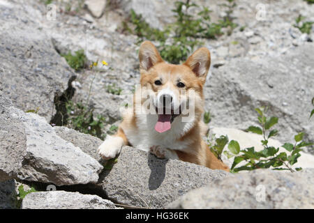 Pembroke Welsh Corgi chien couché sur un rocher adultes Banque D'Images