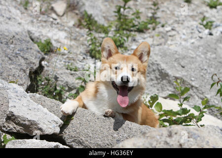 Pembroke Welsh Corgi chien couché sur un rocher adultes Banque D'Images