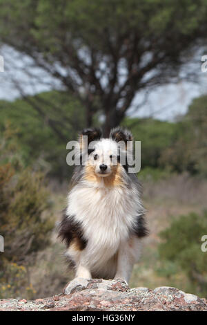 Chien de berger Shetland Sheltie / jeunes (bleu merle) assis Banque D'Images