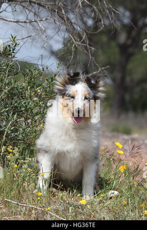 Chien de berger Shetland Sheltie / jeunes (bleu merle) assis Banque D'Images