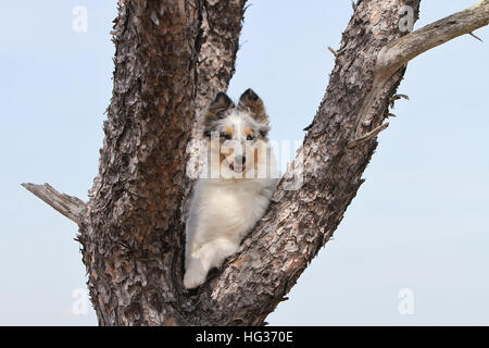 Chien de berger Shetland Sheltie / / chiot (bleu merle) assis dans un arbre Banque D'Images