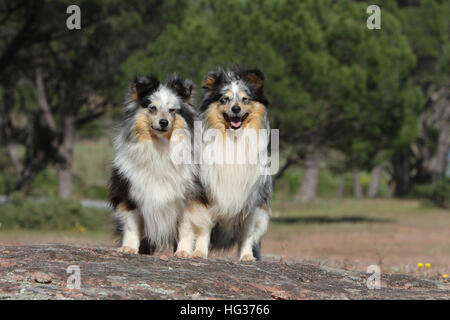 Chien de berger Shetland Sheltie / / deux adultes assis sur un rocher Banque D'Images