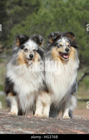 Chien de berger Shetland Sheltie / / deux adultes debout sur un rock blue merle tricolore tricolore tricolore couleur tri Banque D'Images