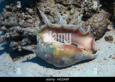 Conque araignée commune snail (Lambis lambis) sur le fond de la mer Banque D'Images