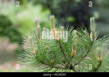 Les cônes de Pinus muricata au printemps. Pin de l'évêque. Banque D'Images