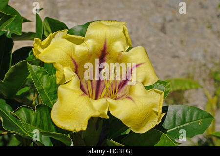 Il s'agit d'Solandra maxima, la tasse de vigne d'or, Golden Chalice Vine ou Hawaiian Lily, de la famille des solanacées Banque D'Images