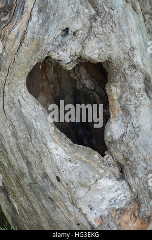 Un vieux pommier avec un trou en forme de coeur naturel dans le vieux tronc d'arbre creux Banque D'Images