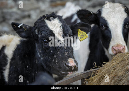Les vaches de bébé à côté de hay Banque D'Images