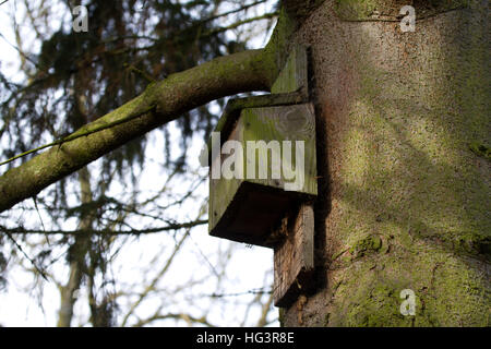 Bat fort sur le tronc de l'arbre UK Banque D'Images